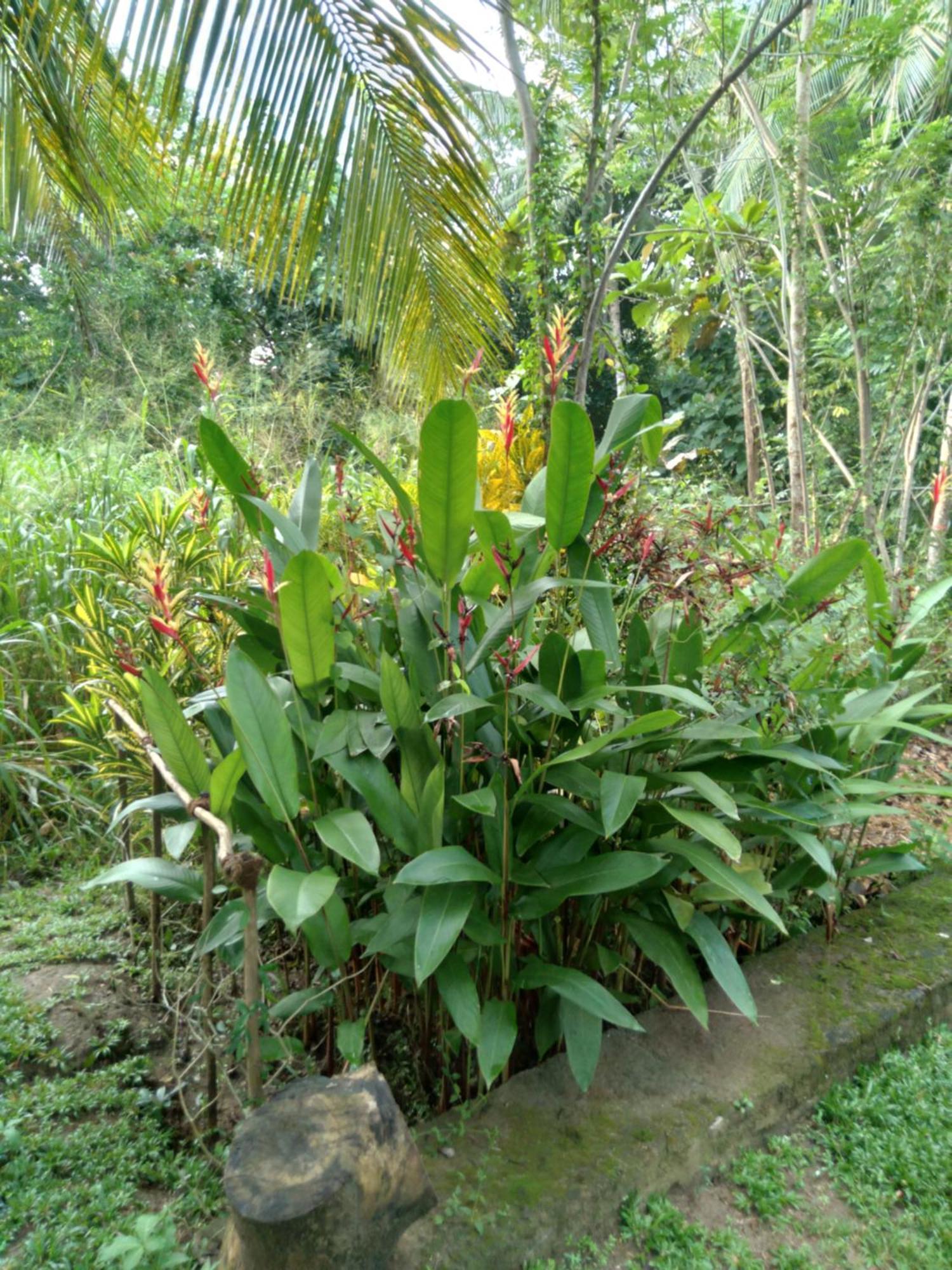 Home In The Island Tangalle Exterior photo